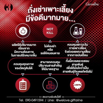 กิฟฟารีน ถั่งเช่า